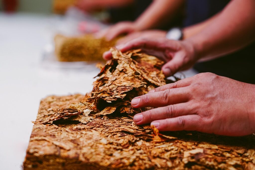 tobacco, chewing tobacco, cigarette, nature, leaves, farming, nicotine, cigar