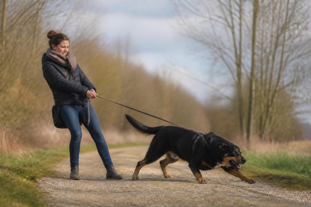 Spaziergang mit Hund wird zum Stress? Warum viele Halterinnen draußen an ihre Grenzen kommen