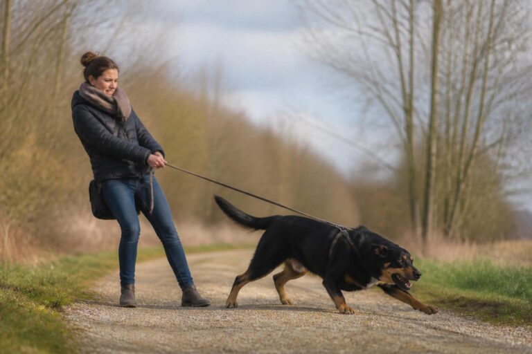 Spaziergang mit Hund wird zum Stress? Warum viele Halterinnen draußen an ihre Grenzen kommen